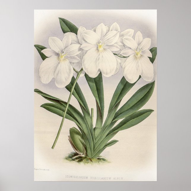 Poster Orchidée Vexillarium Odontoglossum (Devant)
