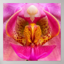 Orchidée vibrante