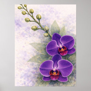 Poster Orchidée violette Duo Fleur Botanique 