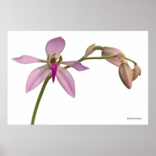 Poster Orchidée violette Lavendar