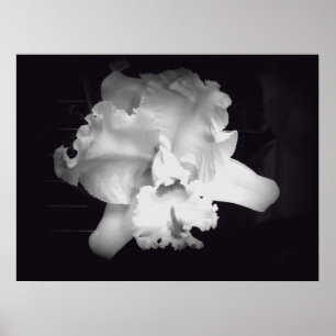 Poster Orchidée - Vivid Abstraite noire et blanche