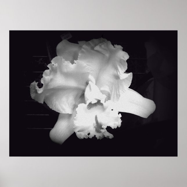Poster Orchidée - Vivid Abstraite noire et blanche (Devant)