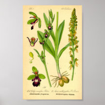 Orchidée volante (Ophrys insectifera)
