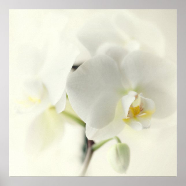 Poster Orchideen (Devant)