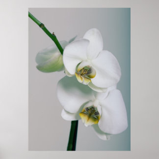 Poster Orchideen