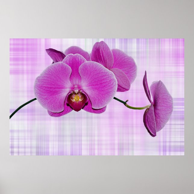 Poster Orchidées (Devant)