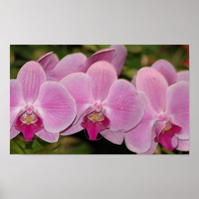 Poster Orchidées (Devant)