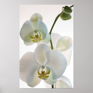 Poster Orchidées blanches