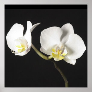 Poster Orchidées blanches