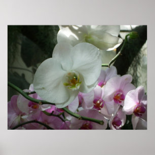 Poster Orchidées blanches et violettes