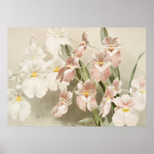 Poster Orchidées blanches Fleur Vintage vieille illustrat