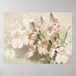 Poster Orchidées blanches Fleur Vintage vieille illustrat