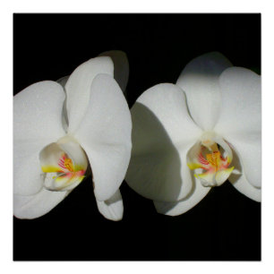 Poster Orchidées blanches romantiques, photo florale trop