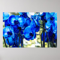 Orchidées bleues
