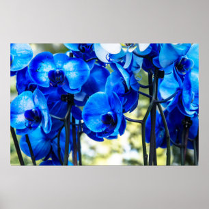 Poster Orchidées bleues