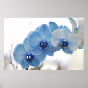 Poster Orchidées bleues