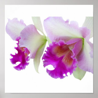 Poster Orchidées (Cattleya)