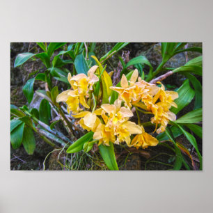 Poster Orchidées de Cattleya jaune à Hawaii