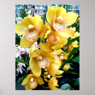 Poster Orchidées de Cymbidium Jaune