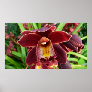 Poster Orchidées de Maroon I Beau Floral Rouge