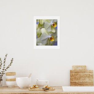 Poster Orchidées de papillon jaune pâle Floral
