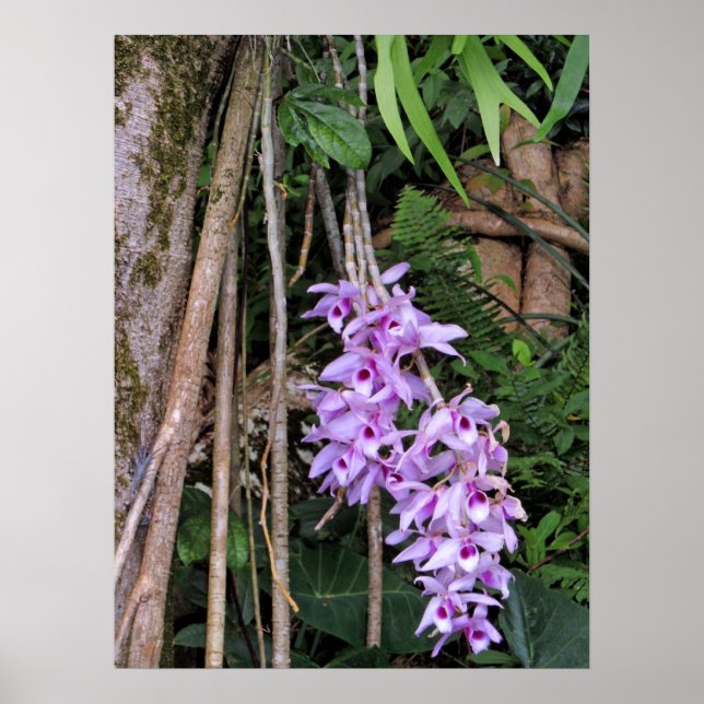 Poster Orchidées hawaïennes Honohono (Devant)