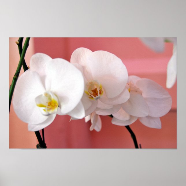Poster Orchidées hawaïennes Numéro trois Imprimer (Devant)