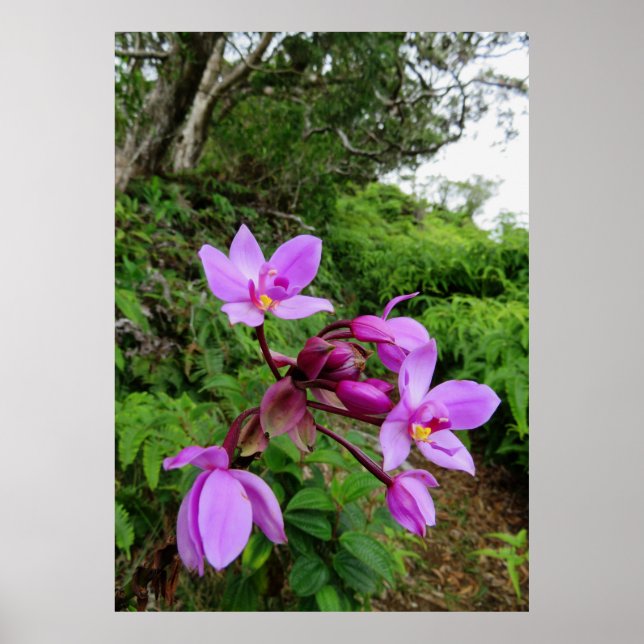 Poster Orchidées hawaïennes sauvages (Devant)
