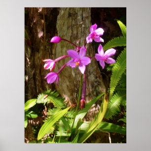 Poster Orchidées hawaïennes sauvages