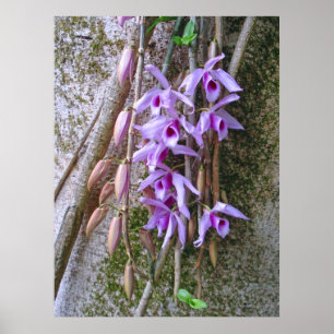 Poster Orchidées Honohono