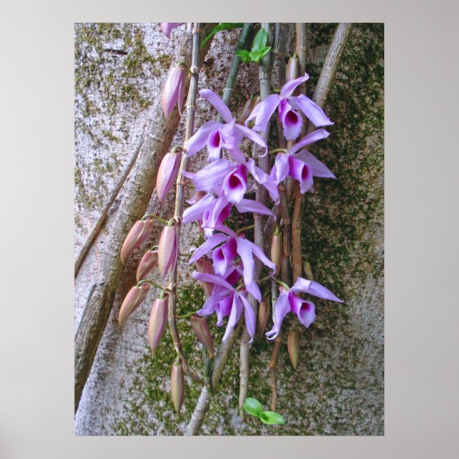 Poster Orchidées Honohono (Devant)