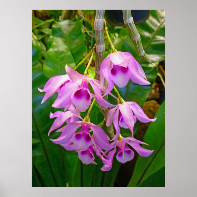 Poster Orchidées Honohono et fougères (Devant)