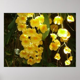 Poster Orchidées jaunes suspendues Fleurs tropicales
