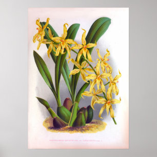 Poster Orchidées jaunes Vintage Odontoglossun Ordoratum