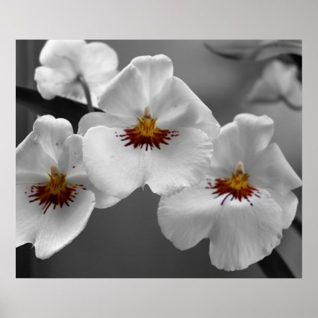 Poster Orchidées monochromes (Devant)