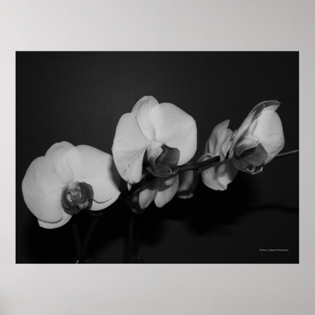 Poster orchidées noir et blanc (Devant)