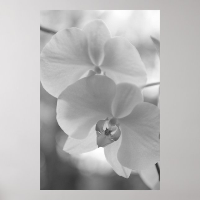 Poster Orchidées noires et blanches (Devant)