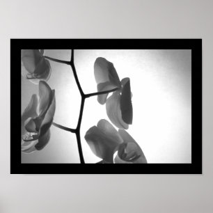 Poster Orchidées noires et blanches sur la tige