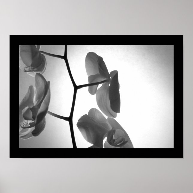 Poster Orchidées noires et blanches sur la tige (Devant)