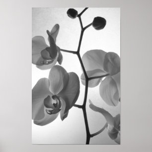 Poster Orchidées noires et blanches sur la tige