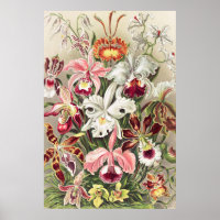 Orchidées, Orchidée Denusblumen par Ernst Haeckel
