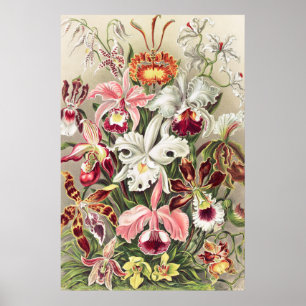 Poster Orchidées, Orchidée Denusblumen par Ernst Haeckel