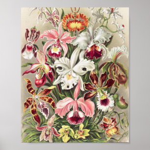 Poster Orchidées, Orchidée Denusblumen par Ernst Haeckel