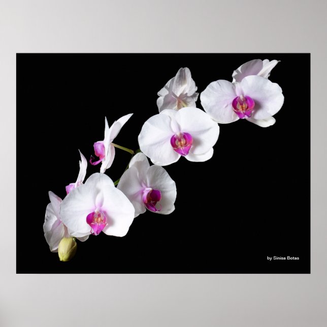 Poster Orchidées, par Sinisa Botas (Devant)