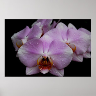 Poster Orchidées Phalaenopsis