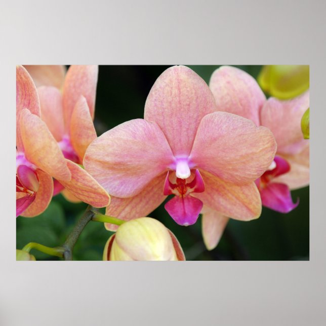 Poster Orchidées saumons (Devant)