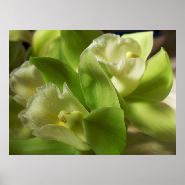 Poster Orchidées vertes soie et satin 1 (Devant)