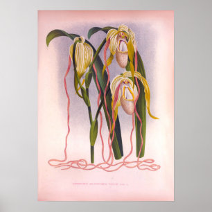 Poster Orchidées Vintage Cypripedium Selenipedium