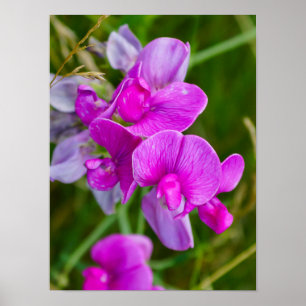 Poster Orchidées violettes