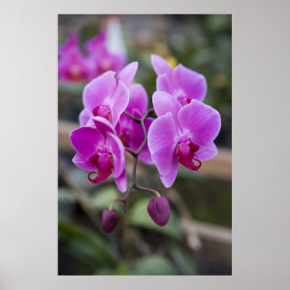 Poster Orchidées violettes en fleurs
